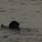 Waterfowling Jan 2012
