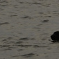 Waterfowling Jan 2012