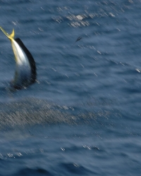 Mahi-Mahi - Dolphin Fishing