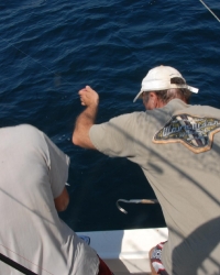 Mahi-Mahi - Dolphin Fishing